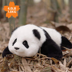 Menglan Panda Weighted – Ultra Realistic Collectible Toy